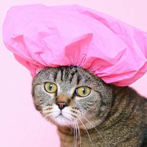 Cat With Pink Hat